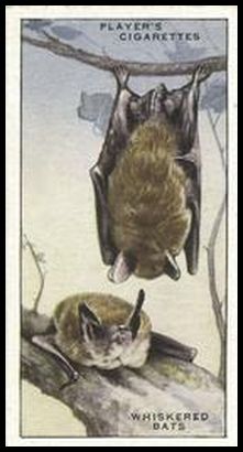 9 Whiskered Bats